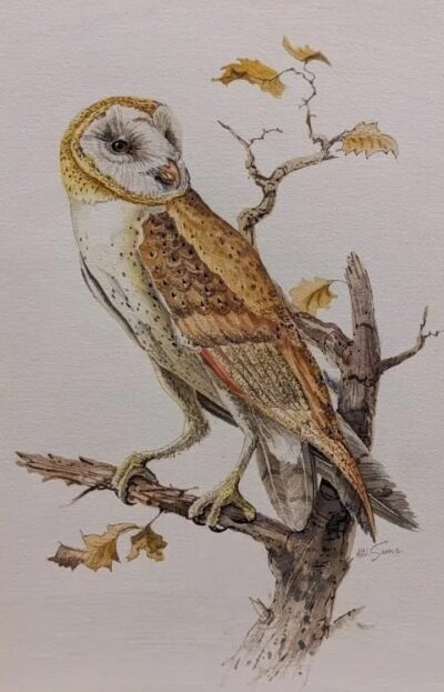 SOLD - Harold H (Hal) Sims, Watercolor "Barn Owl"